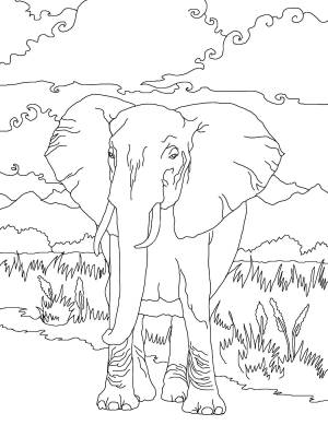 Раскраска «Африканский слон»