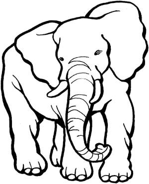 Раскраски слон, Раскраска Африканский слон