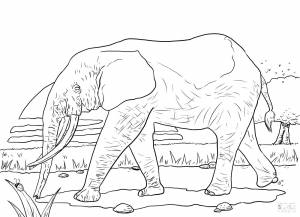Раскраски слон, Раскраска Африканский слон раскраски