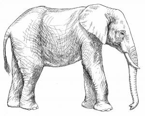 Раскраски Африканский слон