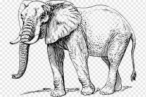 Рисунок слона африканского слона, elefante, млекопитающее, кошка, как млекопитающее png