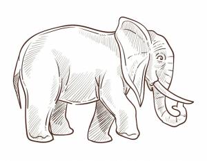Индийский  африканский слон изолированный эскиз дикого животного