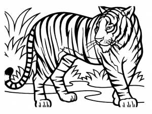 Раскраски тигры, Раскраска Тигры и львы Дикие животные