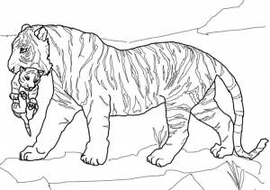 Раскраска тигр и тигрёнок
