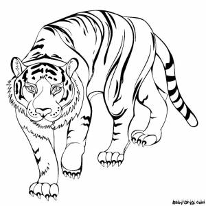 Раскраска Тигр в поисках еды