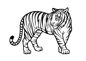 Раскраски Раскраска Тигр Дикие животные