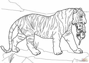 тигр Раскраски