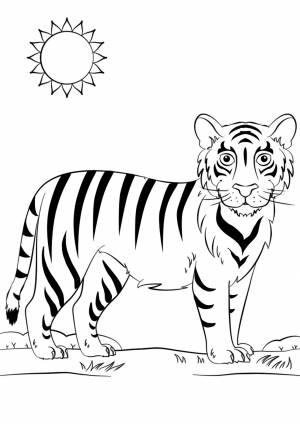 Раскраска «Тигр гуляет по саванне»