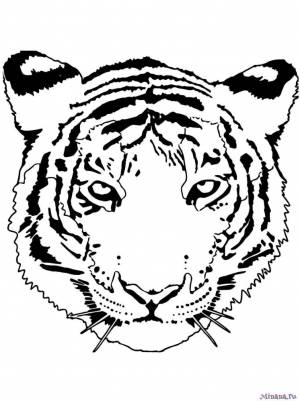 Раскраска тигр 4