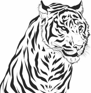 Раскраска Уссурийский тигр