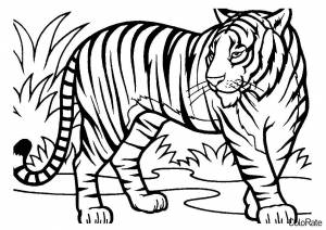 Раскраска Тигр в джунглях