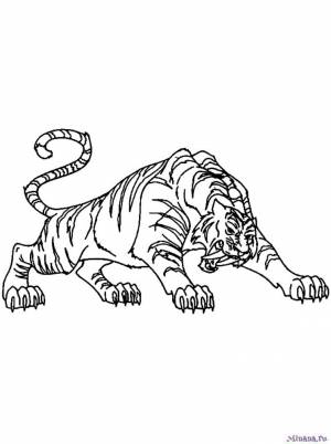 Раскраска тигр 6