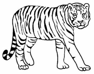 100 красивых картинок тигра для срисовки » Dosuga