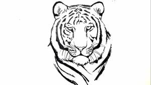 Голова тигра рисунок легкий