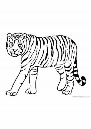 Раскраски Тигр для детей 3 4 лет
