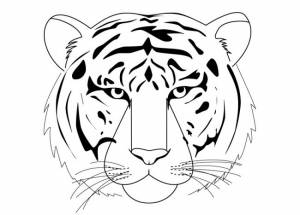 100 красивых картинок тигра для срисовки » Dosuga