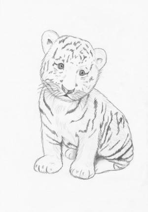 Рисунки тигра карандашом для срисовки