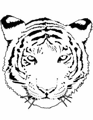 Раскраска Портрет тигра
