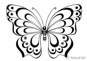 бабочка Раскраски