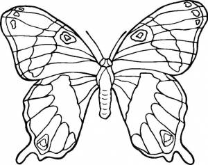 Раскраски бабочка, Раскраска бабочка для детей бабочка