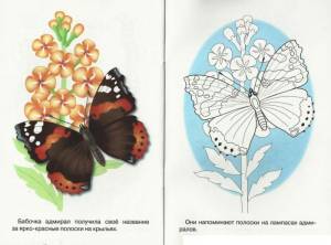Раскраски по образцу бабочку на цветке
