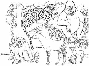 Раскраски Животные, Раскраска Разные африканские животные раскраски