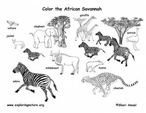 African animals habitat biome savanna colouring page