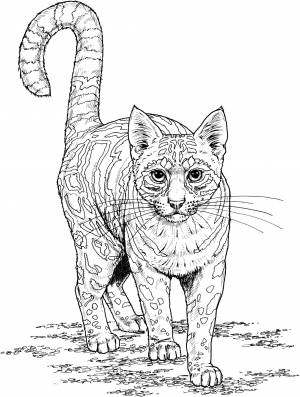 Раскраски Антистресс, Раскраска Крупная пятнистая кошка раскраски антистресс