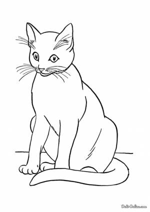 Раскраска Сиамский кот