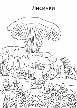 Раскраски Раскраска Лисичка грибы