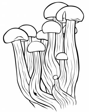 Раскраски для детей грибы- детские раскраски