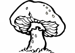 Раскраски Раскраска Раскраска грибы лисички растения, Раскраска Раскраска грибы растения
