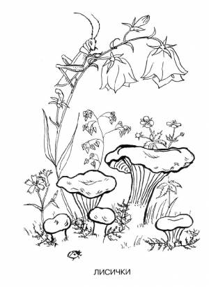 Раскраски раскраска, Раскраска гриб лисичка растения