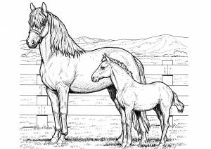 Раскраска Лошадь с жеребенком
