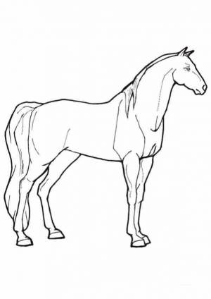 Раскраски лошади арабской арабский скакун лошадь раскраски Скачать раскраски для мальчиков