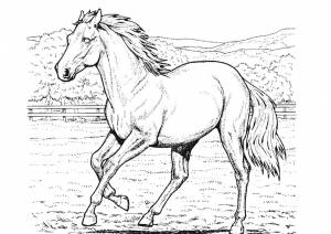 Раскраска Конь в движении