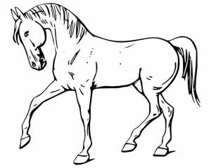 Раскраска Лошадь