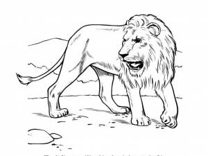 лев раскраски на тему лев львы раскраски для детей со львами