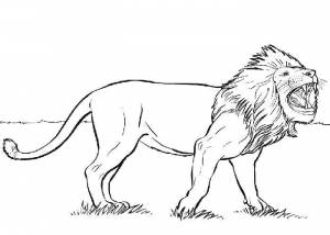 Раскраски Раскраска Красивый лев Дикие животные детские