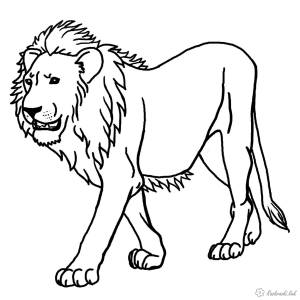 раскраски львы