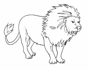 Раскраски Раскраска Злой лев дикие животные