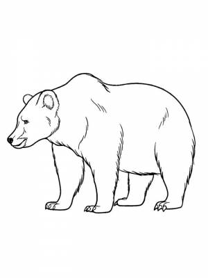 Раскраска Медведь   в формате