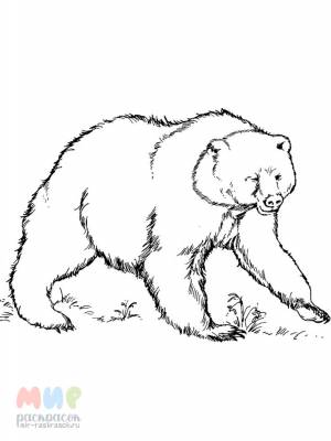 Раскраска Медведь на малину поглядеть