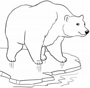 Раскраски Медведь северный