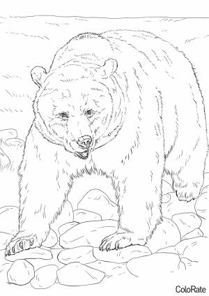 Раскраска Бурый медведь