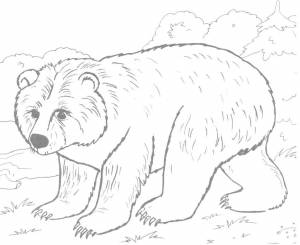 Раскраска Бурый медведь 10