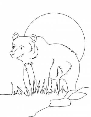 Раскраски Раскраска Бурый медведь животные