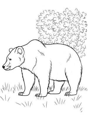 Раскраски Бурый медведь