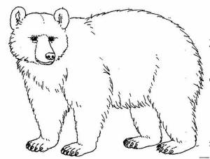Раскраски Медведь белый и бурый