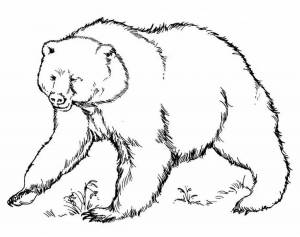 Раскраски Бурый медведь для детей